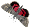 Vintage Butterfly Real Red Grey Image